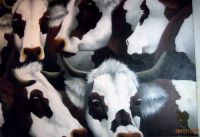 /upload/gallery/cows_2_small.jpg