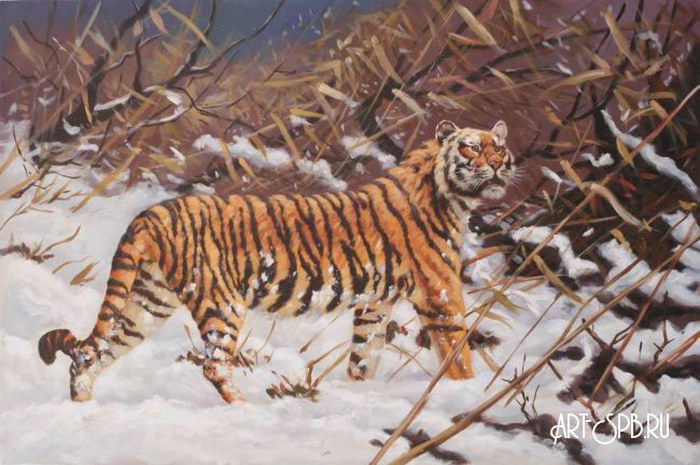 Амурский тигр