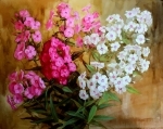 Белые и розовые флоксы