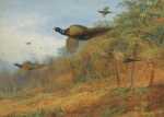 Летящий фазaн. Арчибальд Торберн