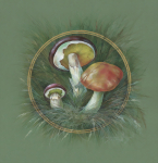 Маслёнок осенний (Suillus luteus). Серия Грибной лес