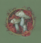 Подберёзовик болотный (Leccinum holopus). Серия Грибной лес