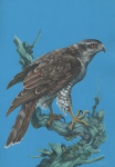 Ястреб-тетеревятник (Accipiter gentilis) серия дневные хищные птицы