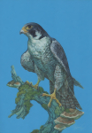 Сапсан (Falco peregrinus) серия дневные хищные птицы
