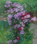 Флоксы