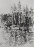 Березы у пруда