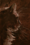 Кот