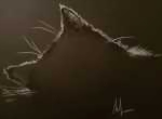 Спящий кот