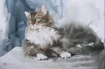 Кот