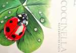 Божья коровка