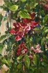 Клематис