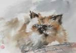 Кот