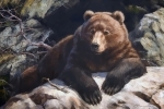 Медведь на камнях