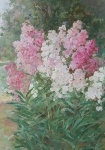 Флоксы